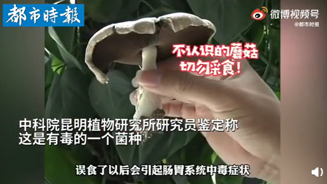 傳送帶輸送帶廠家：神奇！昆明一辦公室內(nèi)竟長(zhǎng)出有毒蘑菇